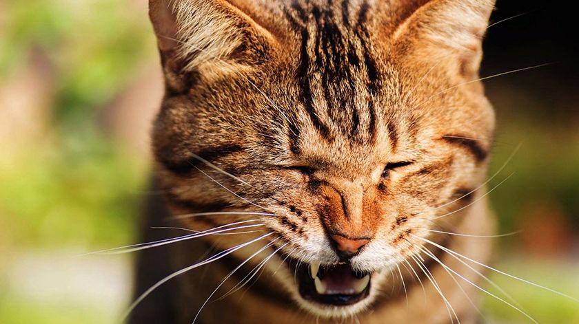 Al gato le duele un diente