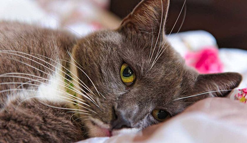 Al gato le duele un diente