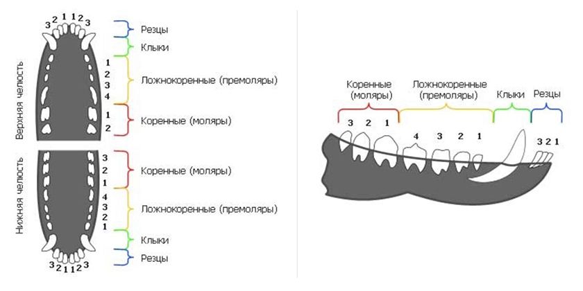 Diagrama de los dientes del gato