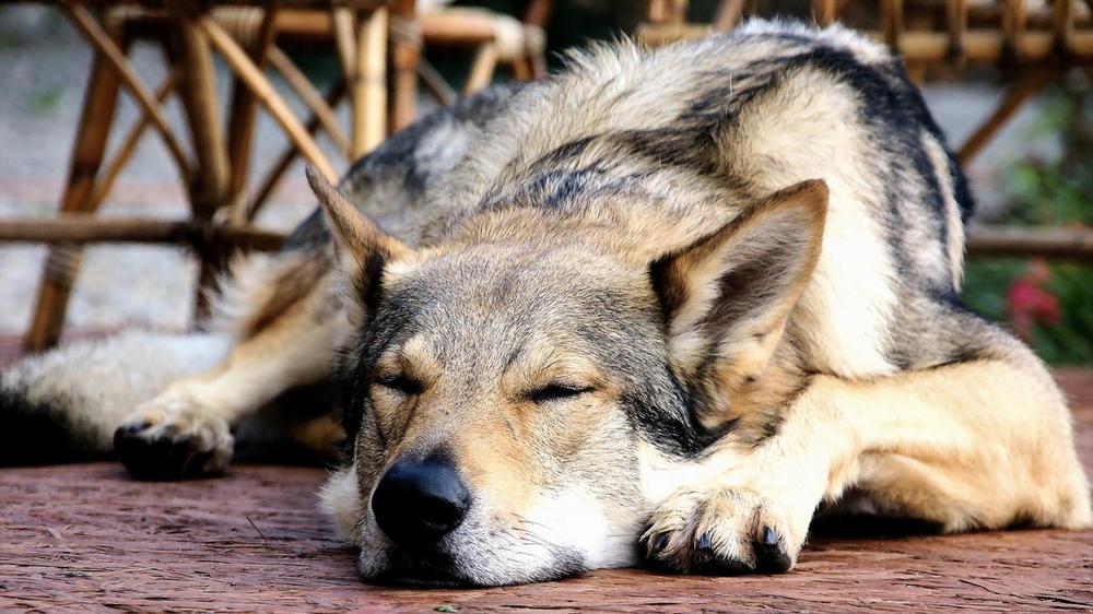 El lobuno duerme