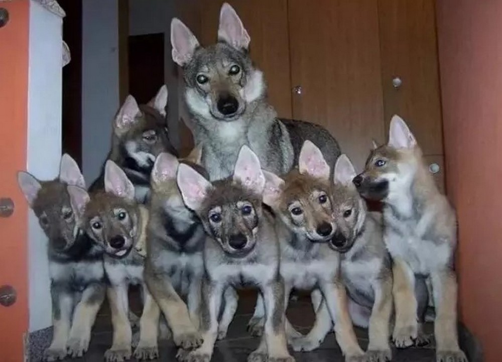 Cachorros de pastor checo