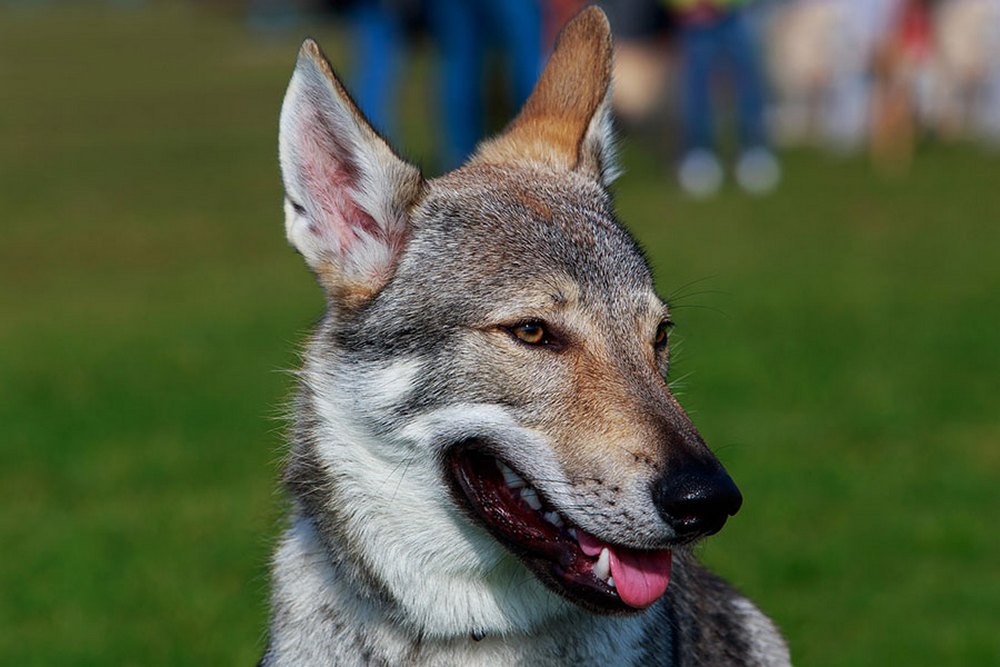 Perro lobo checoslovaco
