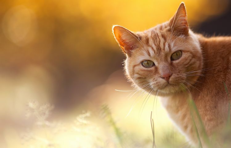 Zooring para gatos