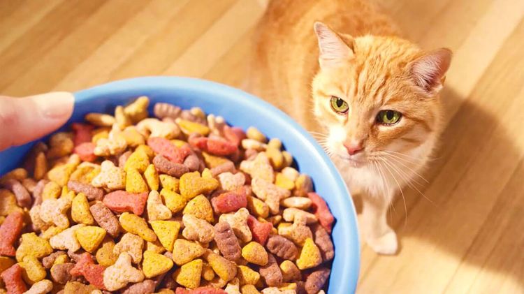 Pienso para gatos Zooring