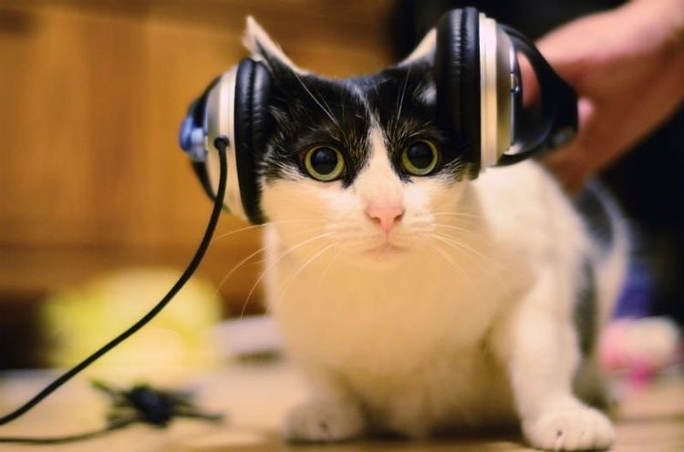 Gato con auriculares