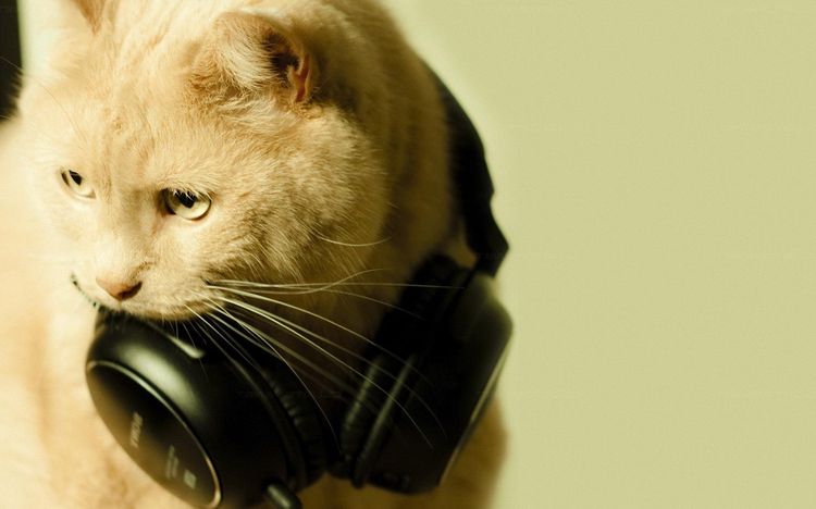 Gato con auriculares en el cuello