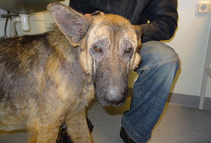 Hund mit Avitaminose