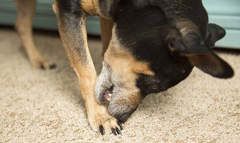 Hypovitaminose beim Hund