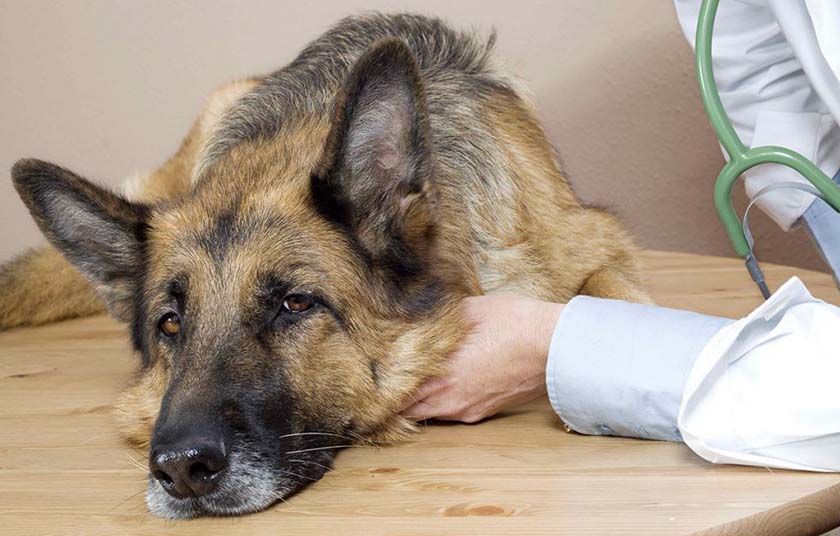 Hund beim Tierarzt