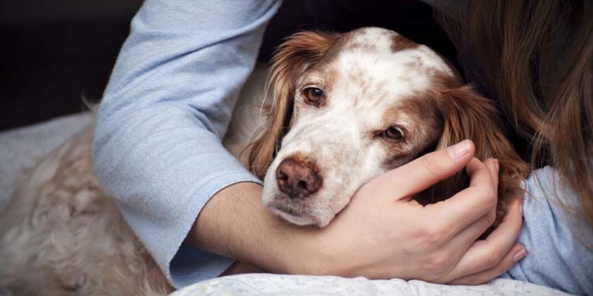 Avitaminose bei einem Hund