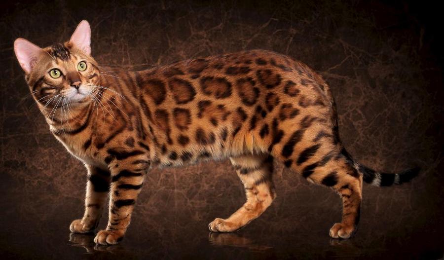 Gato bengalí