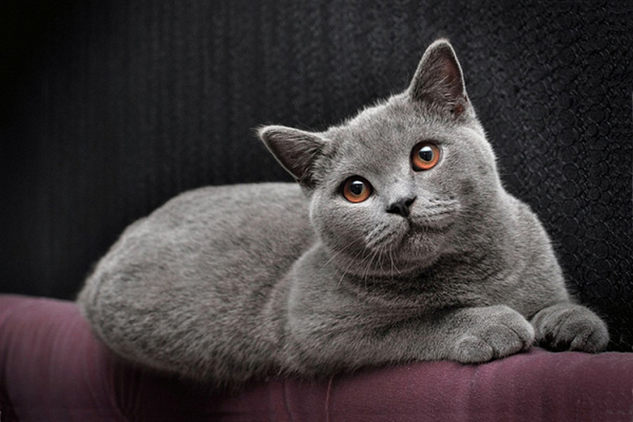 Gatita británica