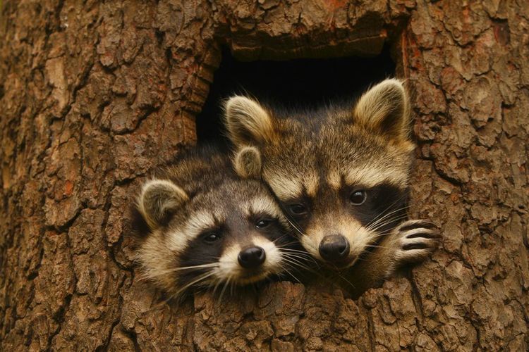 Mapaches