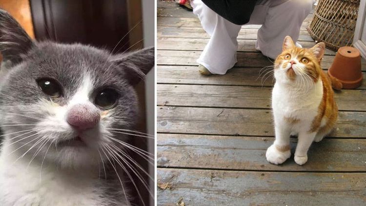 Picadura de avispa en un gato: síntomas