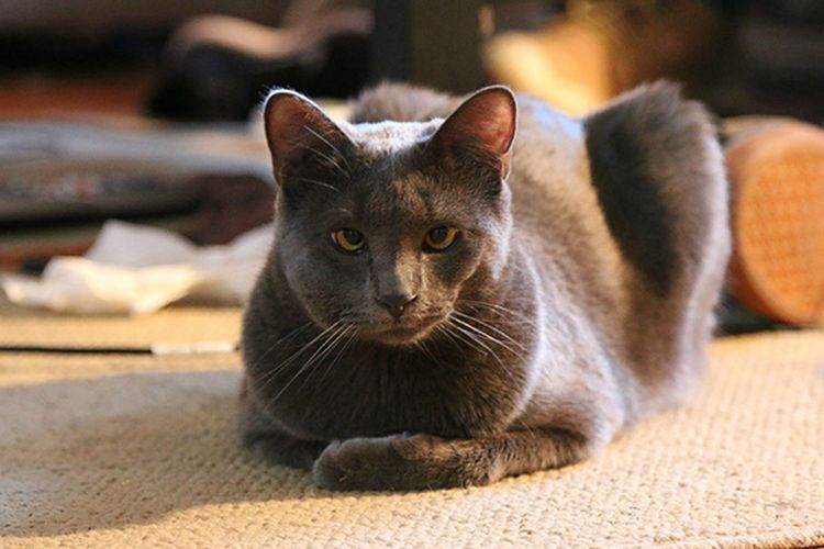 El gato ha sido picado por una avispa