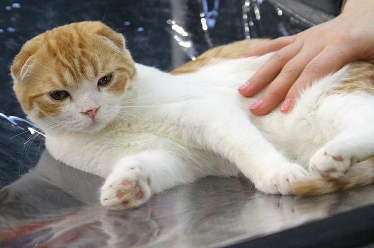 Ayuda a un gato que ha sido picado por una avispa