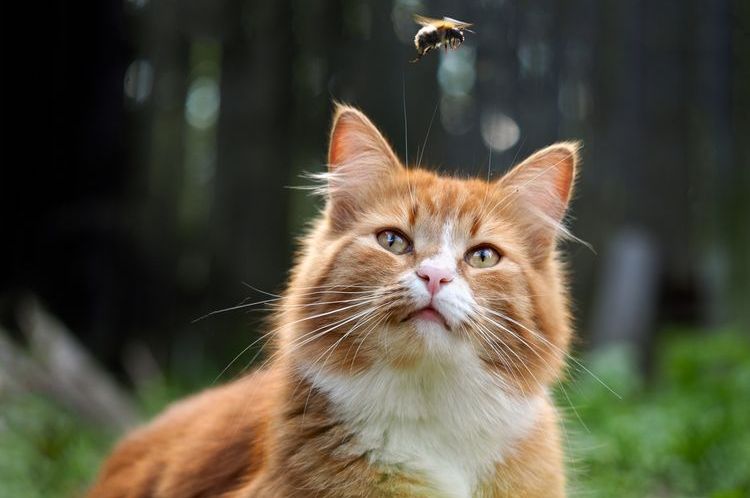 El gato y la avispa
