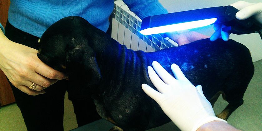 El perro en el veterinario