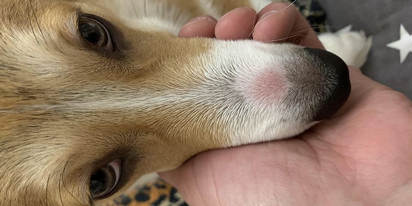 Dermatofitosis en el perro