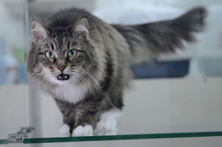 Gato peludo