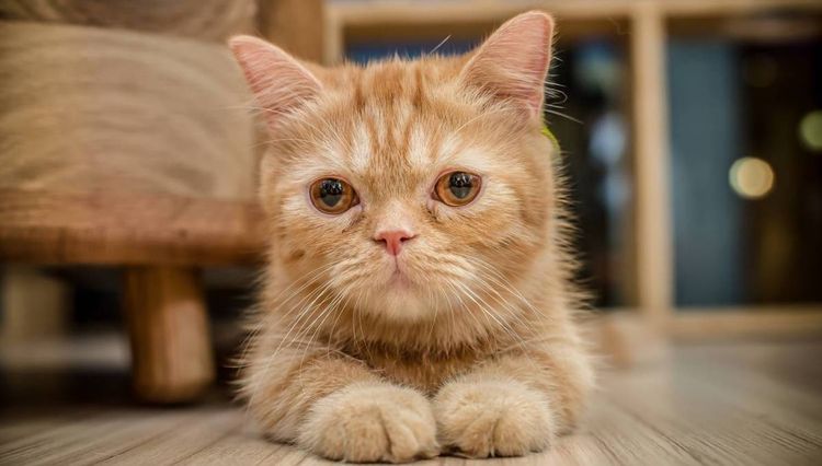 Gato rojo tumbado
