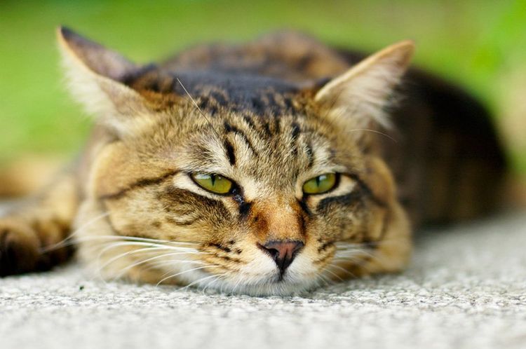 Gato tumbado en la camita