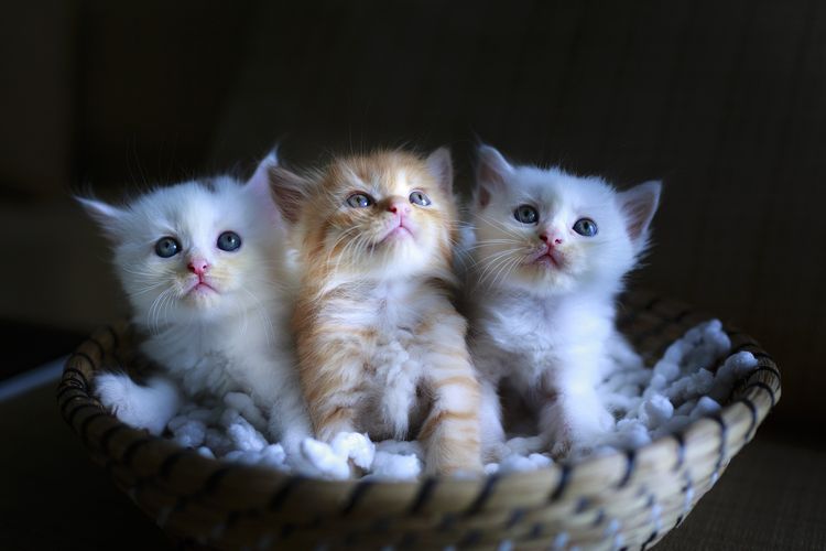 Tres gatitos en una cesta