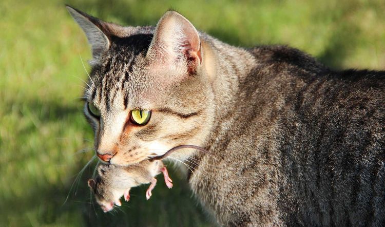 El gato y el ratón