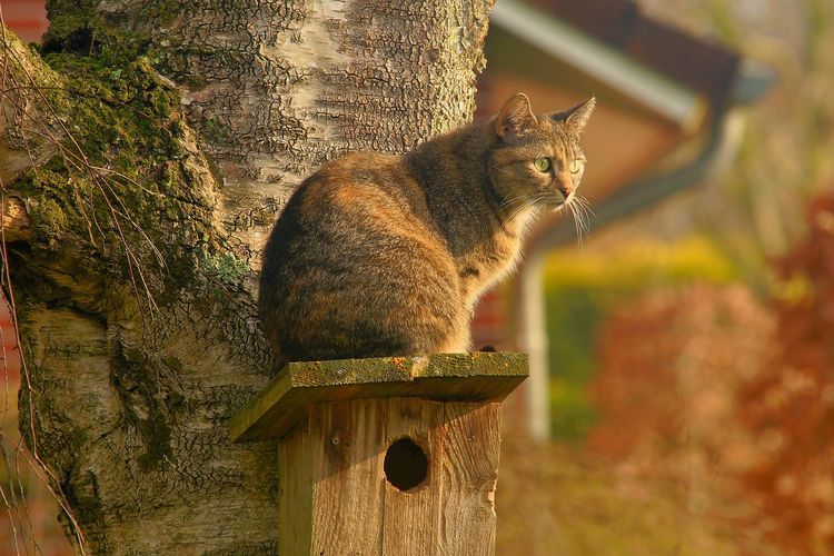 Historia de la domesticación de los gatos