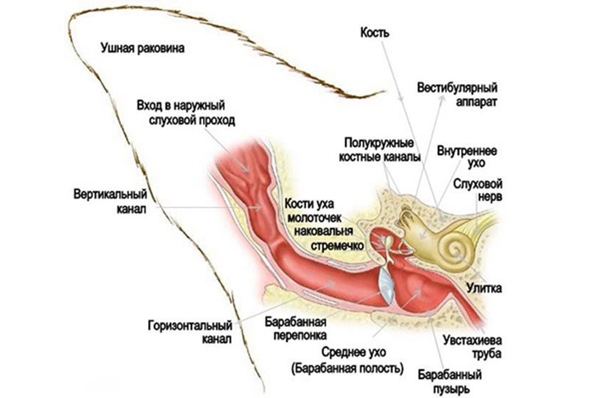Estructura del oído del gato