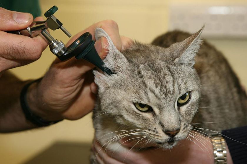 Gato en el veterinario