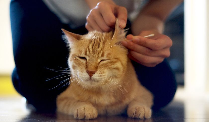 Le limpian las orejas a un gato pelirrojo