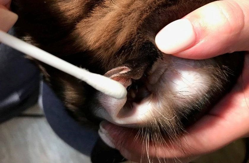 Le limpian la oreja a un gato