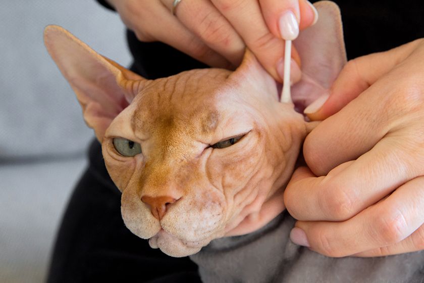 Limpiando las orejas a un gato