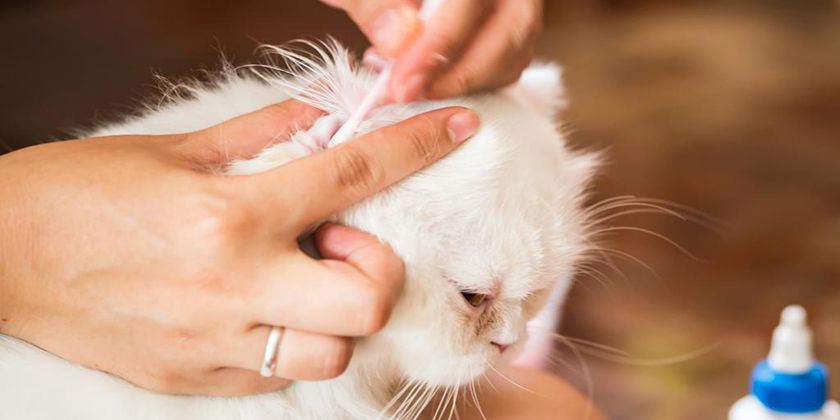 Cómo limpiar las orejas a un gato