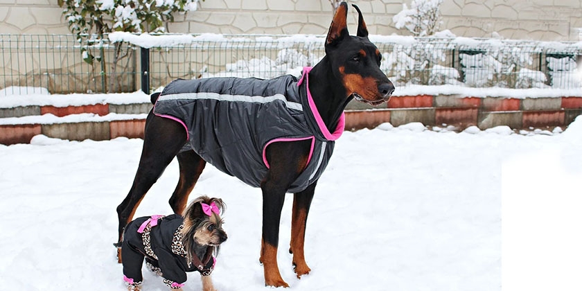 Ropa para perros