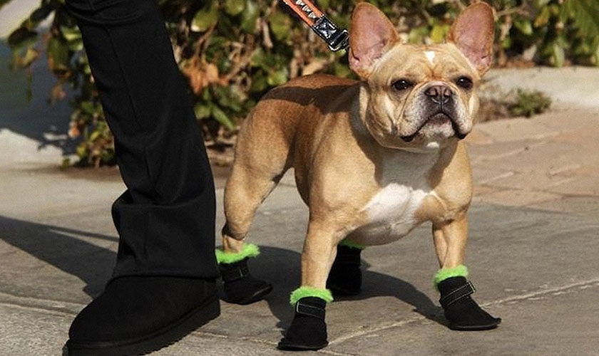 Perro con zapatos