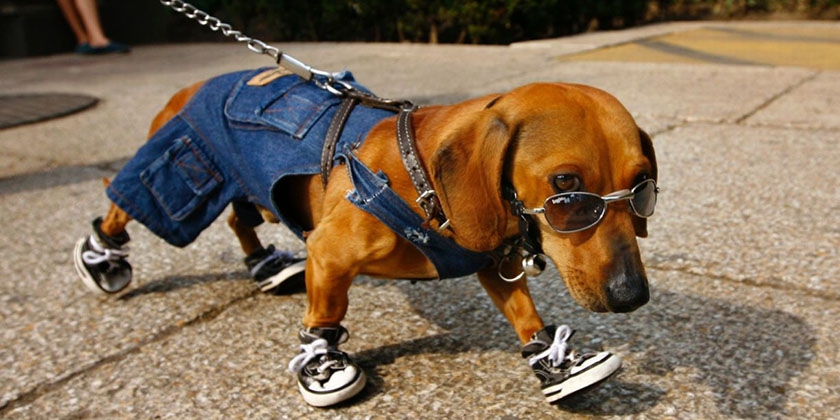 Cómo medir a un perro para la ropa