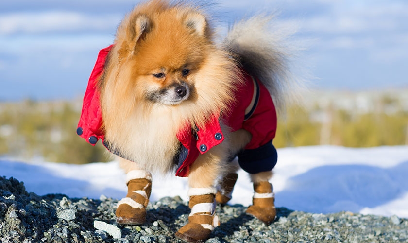 Perro con ropa y calzado