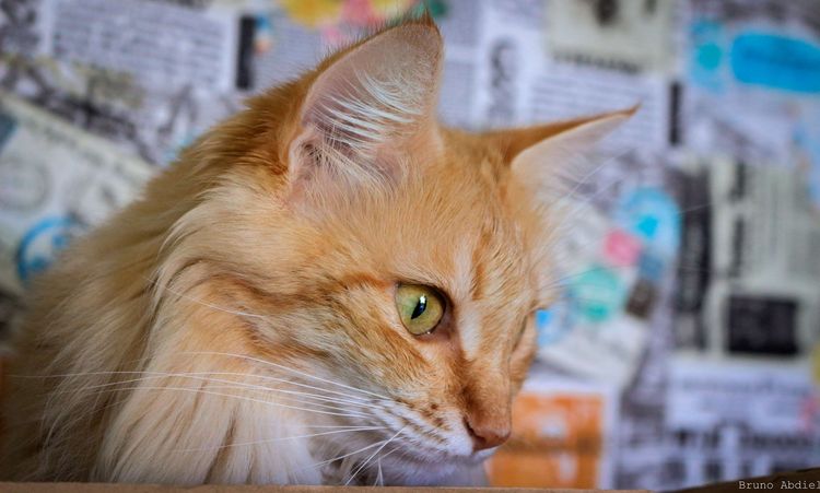 Gato anaranjado