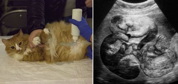Ultraschall bei einer trächtigen Katze