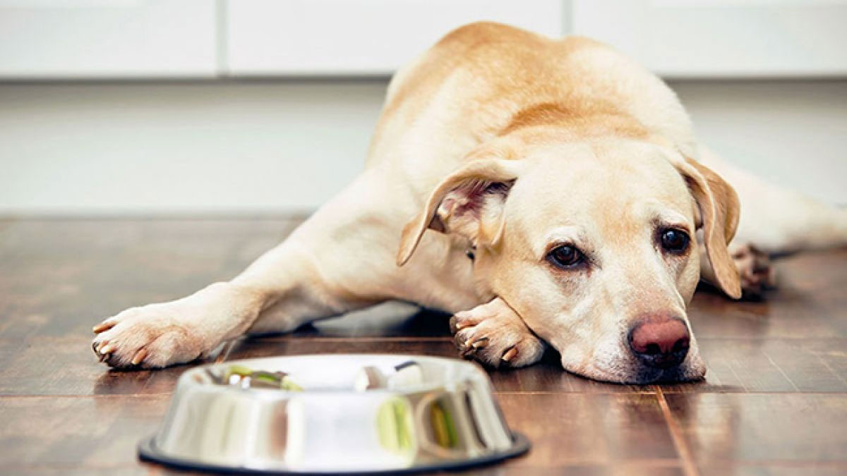 Síntomas de la enteritis en perros
