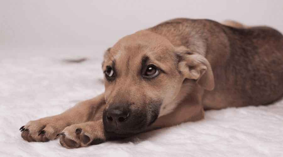 Síntomas del moquillo en perros