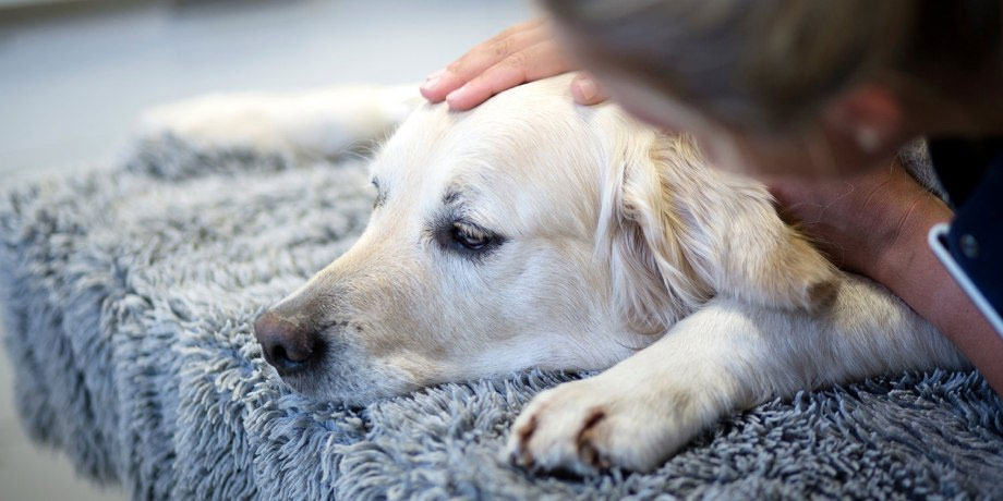 Hepatitis vírica en perros - síntomas