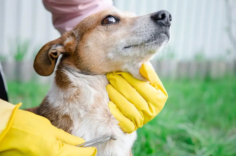 Borreliosis transmitida por garrapatas (enfermedad de Lyme) - síntomas en perros
