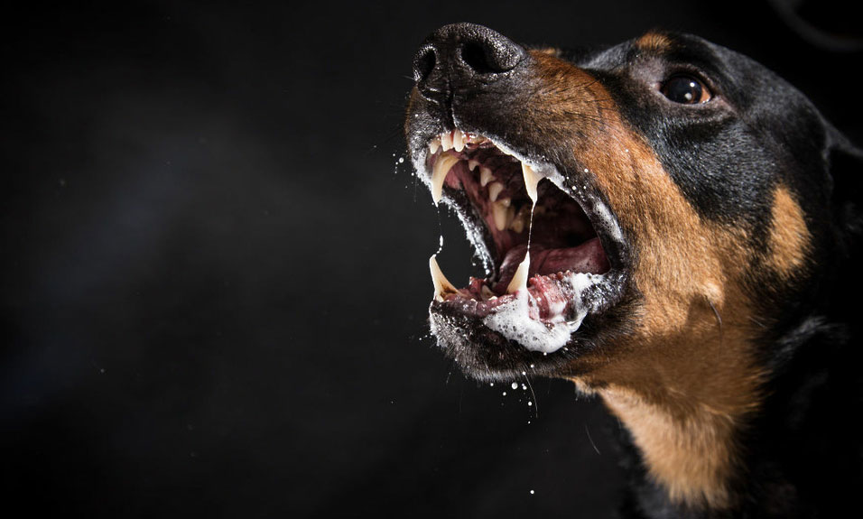 ¿Cómo saber si un perro tiene rabia?