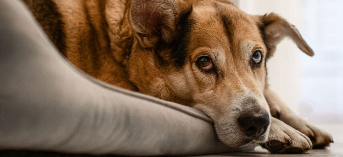 ¿Cómo saber si un perro tiene rabia?