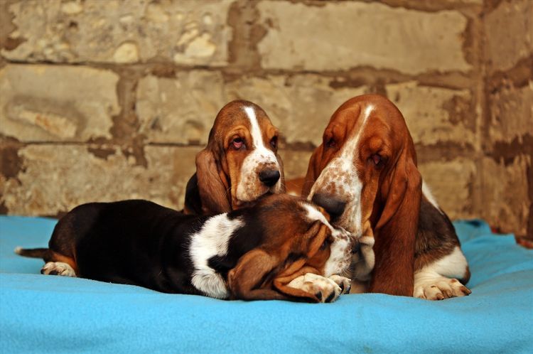 Cachorros de basset hound