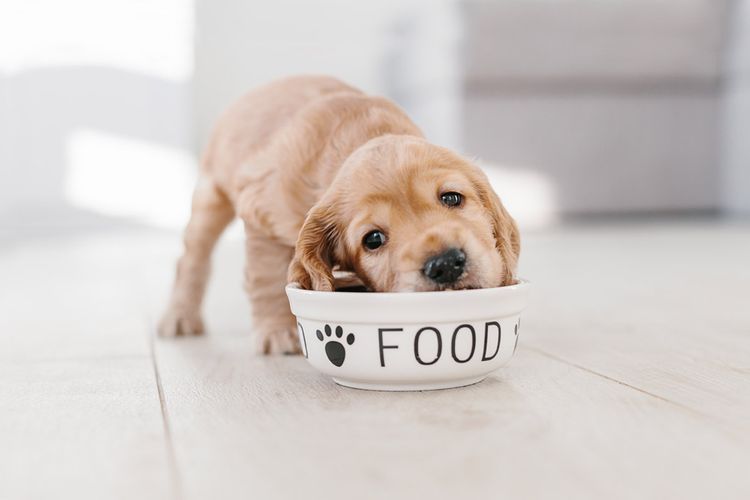 El cachorro come del cuenco