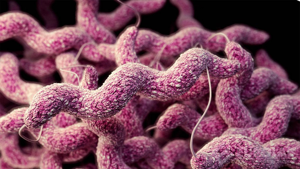Enterobacteria Campylobacter